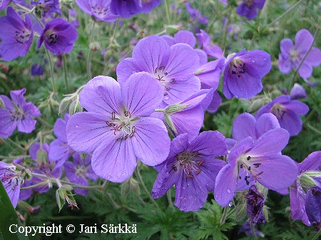 Jalokurjenpolvi - trädgårdsnäva - Geranium 'Orion'